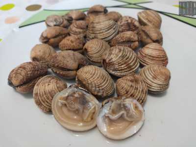 Le noci (tartufi) di mare hanno un sapore delicato e un prezzo che si aggira tra i 10 e i 12 euro al chilo